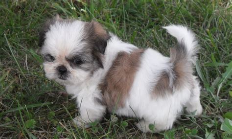 Shih Tzu Puppies Free Wallpaper - Pictures Of Animals 2016