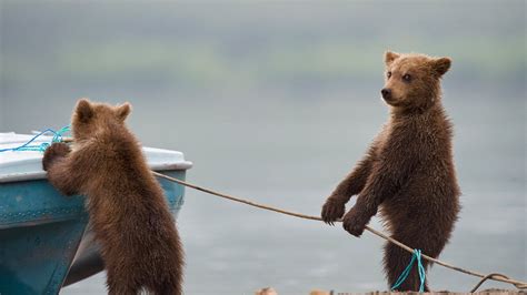 PsBattle: Two bear cubs fiddling around a small fishing boat : r ...