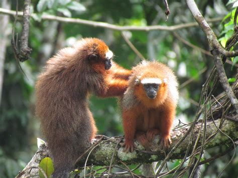 Yasuní National Park (Departs Summer 2019 May - August) – Ecuador Open Tours