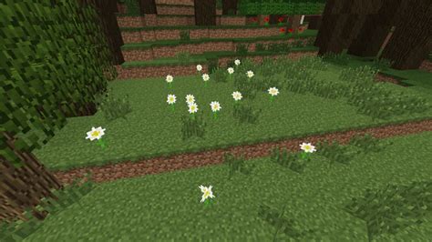 Growing Oxeye Daisies in Minecraft