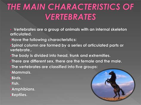 PPT - VERTEBRATE CHARACTERISTICS PowerPoint Presentation, free download - ID:2462670