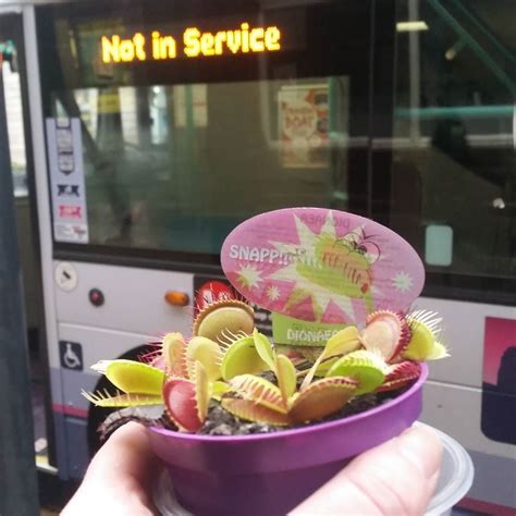 Veny marvelled at the bus as it approached only to find it was not in service!!! #venusflytrap # ...