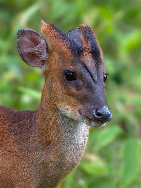 Barking Deer (Kakar, Indian Muntjac) - Wildlife in Thailand