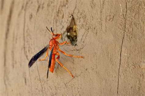 Beware the Alabama Red Wasp