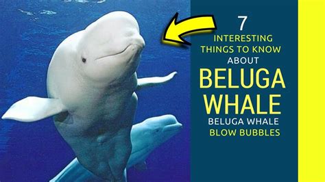 Beluga whale fun facts Amazing facts about Beluga whale - YouTube