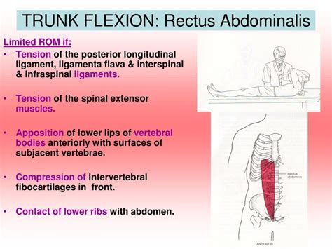 PPT - 3 Movements of the Trunk PowerPoint Presentation, free download - ID:6058061