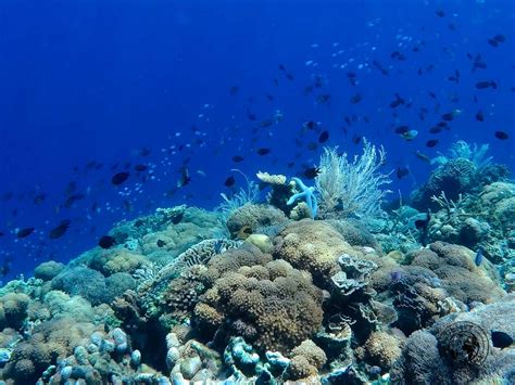 Alor Underwater - All About Alor Island, Indonesia Archipelago, Adventure Travel, Underwater ...