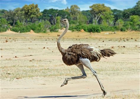 Cassowary Speed: How Fast Can These Giant Birds Run? - A-Z Animals