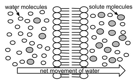 Cell Membrane Images