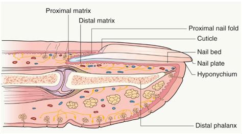 Nail Signs due to abnormal nail matrix function - Beau's Line 博氏线 - TANGS CLINICAL TCM