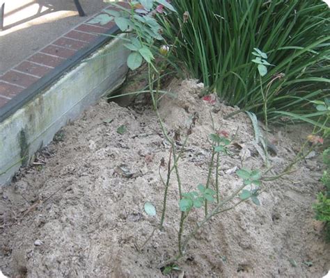 Armadillo holes in yard - hetymental