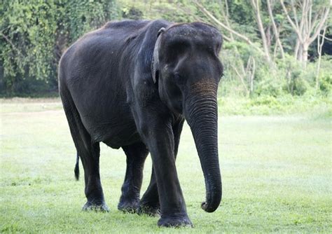 Borneo Elephant– Facts, Size, Diet, Pictures - All Animal Facts