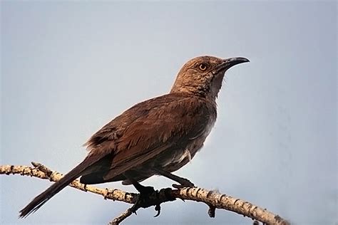 Arizona Birds: 13 Common Birds in Arizona (with Pictures)