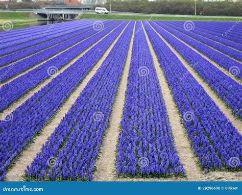 Campos De Flores En Holanda Foto de archivo - Imagen de macro, verde ...