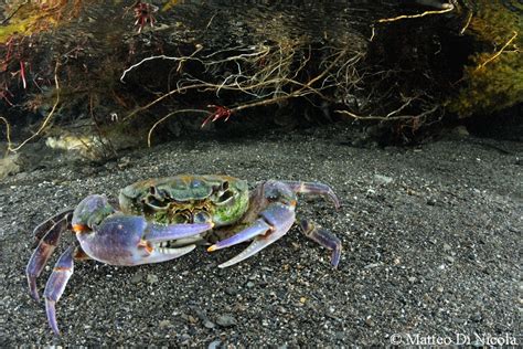 Wild freshwater crab (Potamon fluviatile) in its natural habitat. - a photo on Flickriver