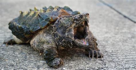 Alligator Snapping Turtle Diet