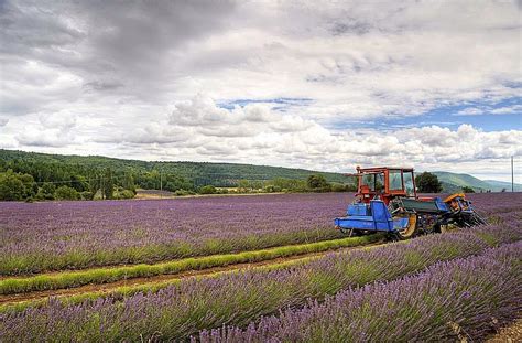 Sablet HOME - Your Home in Provence: On The Lavender Trail - Part 1