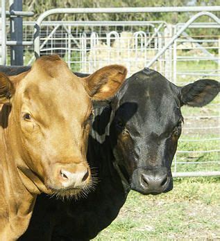 Dexter Cattle Australia Inc Home Page | Dexter cattle, Miniature cattle ...