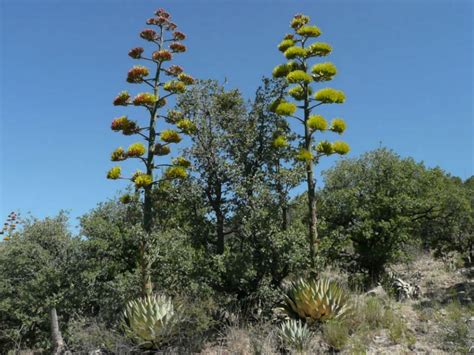 Agave parryi (Parry's Agave) | World of Succulents