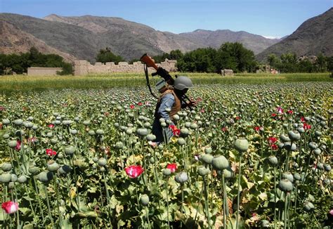 Opium Poppy Cultivation at a New High in Afghanistan