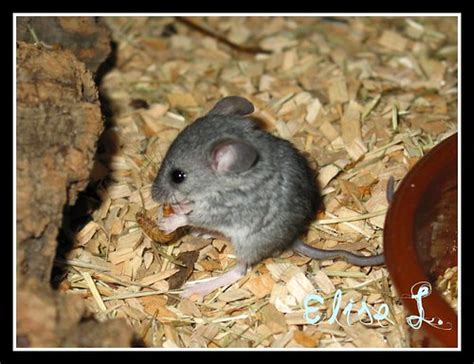 Cactus mouse | One month old cactus mouse eating a mealworm.… | EliseL. | Flickr