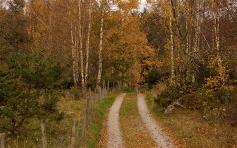 Path Green Grass Autumn Trees Forest Background HD Nature Wallpapers | HD Wallpapers | ID #89993