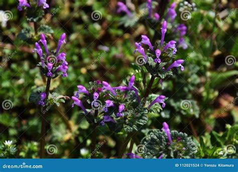 Henbit stock photo. Image of coniferous, park, nature - 112021524