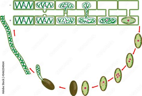 Spirogyra Life Cycle