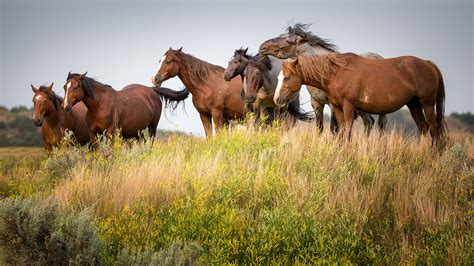 The Wild Horses of Theodore Roosevelt National Park | Flickr