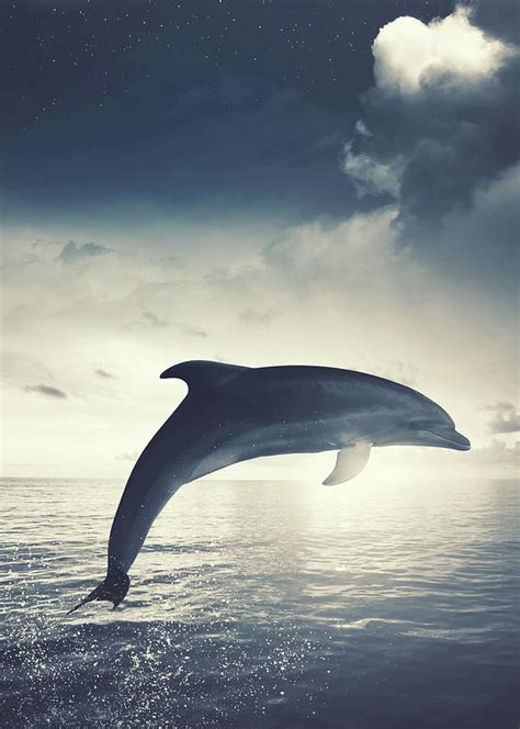 Dolphin jumping out of water art Mixed Media by William Ng - Pixels