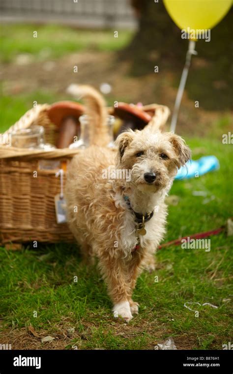 dog at picnic Stock Photo - Alamy