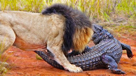 Lion Vs Crocodile Who Would Win