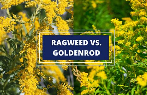 Goldenrod vs. Ragweed: Symbolism, Differences, and Surprising Uses