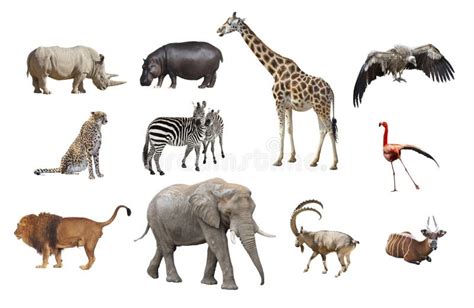 African Animals Isolated On A White Background Stock Photo - Image ...