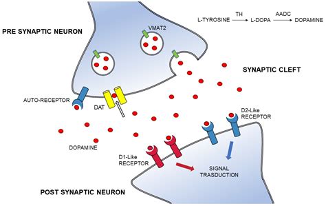 IJMS | Free Full-Text | Dopamine Transporter Imaging, Current Status of a Potential Biomarker: A ...