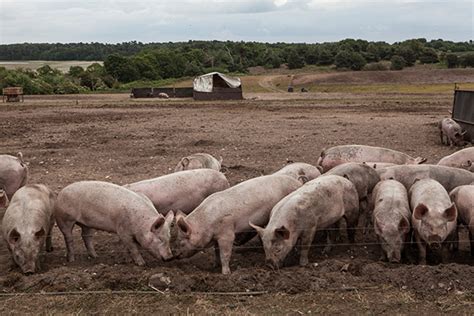 Free Range Pig Farming in South Africa - Farming South Africa