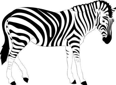Clipart - Realistic Zebra Illustration
