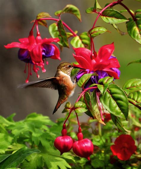 Hummingbird Garden: What to Plant to Attract Hummingbirds to your Yard | Hummingbird pictures ...