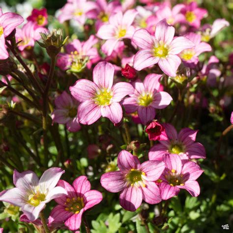 Saxifrage — Green Acres Nursery & Supply