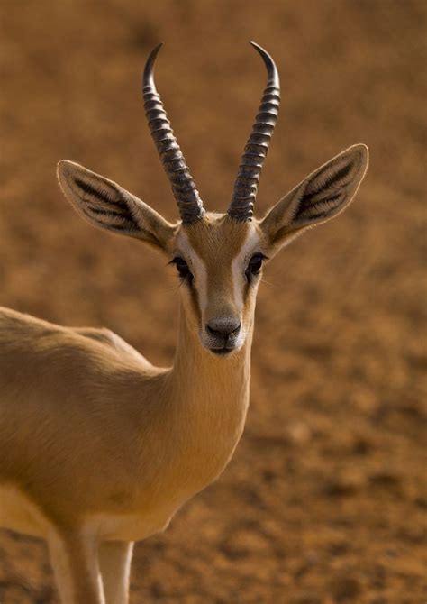 #photography #animals #wildlife | African animals, Gazelle, Animals wild