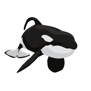 Orca Vector Animal, Orca, Orca Vector, Animal PNG Transparent Image and ...