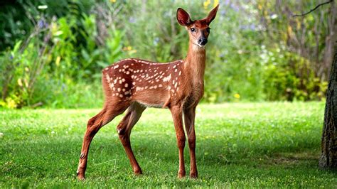 Download Baby Animal Cute Fawn White-tailed Deer Animal Deer HD Wallpaper