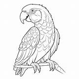Parrot Coloring Page Printable Pages  sketch template