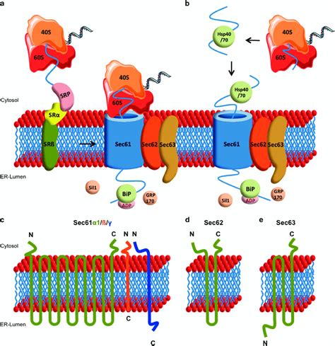 Protein Transport Across The Endoplasmic Reticulum Me - vrogue.co