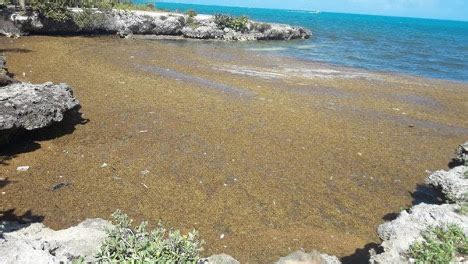 Preparing for Sargassum Season – GEI Works, Inc