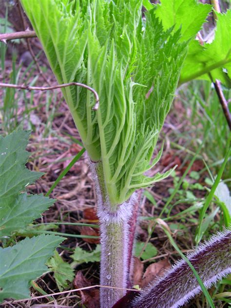 Giant hogweed identification and control: Heracleum mantegazzianum - King County, Washington