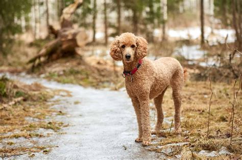 Standard Poodle Growth Chart: Keeping Track Of Poodle Size