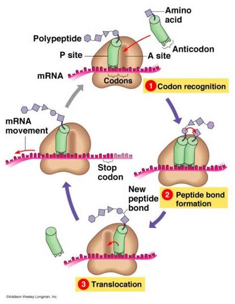 Protein Synthesis | Teaching biology, Study biology, Biology humor