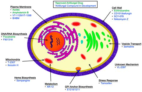 Postleitzahl wechselnd Schwamm antifungal mechanism of action akut ...