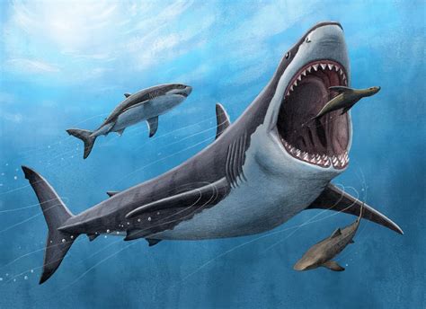 The Warm-Blooded Megalodon: Geochemistry and Fossil Teeth Illuminate ...